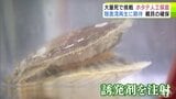 「まず陸奥湾で再生しないといけない」大量死した青森県の「陸奥湾ホタテ」の復活に向けた挑戦　野辺地町漁協でホタテを人工的に受精させる実証実験　県内の漁協で初　親貝の確保へ|TBS NEWS DIG