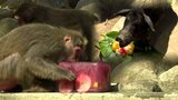 108年ぶりの猛暑に動物たちもぐったり…エビや果物入りの特製氷をプレゼント|TBS NEWS DIG