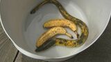 見れば見るほどバナナにしか見えない…「バナナウナギ」が釣れた！　そんなバナナ…釣った本人も驚き「10万匹に1匹の確率だそうです」　島根県出雲市　|　BSSニュース | BSS山陰放送
