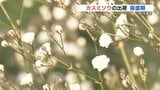 春の門出に華添える　カスミソウの出荷が最盛期　熊本・上天草市　|　熊本のニュース｜RKK NEWS｜RKK熊本放送