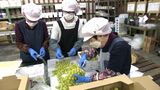 「おもてなし給食のマスカットは1粒1粒袋に入れて…」3年ぶりのおかやまマラソン 13日開催に向け準備が大詰め|TBS NEWS DIG