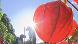 「暑い中だけど品質の良いものがとれた」お盆飾りに...ホオズキの収穫が最盛期 全国有数の産地・浜松市浜名区引佐町 | 静岡のニュース | SBSNEWS | 静岡放送
