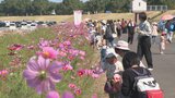 大分市の河川敷で大在コスモスまつり 色とりどりの秋の花見頃 | 大分のニュース|OBS NEWS|大分放送