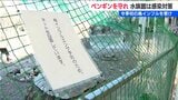 ペンギン【厳重警戒】「屋外施設にはネット 靴は念入りに消毒」鳥インフルエンザ感染対策 新潟市水族館『マリンピア日本海』 | 新潟のニュース・天気|BSN NEWS|BSN新潟放送