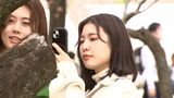 マスクなし「桜もきれいに見える気が…」静岡まつり開幕 人混みでは着用7割「まだ油断できず」 | 静岡のニュース | SBSNEWS | 静岡放送