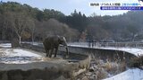 アフリカゾウのマオ二度目の人工授精挑戦へ ドイツの獣医師ら現地入り体調を確認 盛岡市|TBS NEWS DIG
