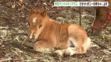 こんにちわ、甘えん坊のミゼットポニーの赤ちゃん 伊豆アニマルキングダムにお目見え(静岡県) | 静岡のニュース | SBSNEWS | 静岡放送