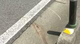 「ガシャン」という音 原付自転車をひき逃げか 路上に倒れていた男性(68)が骨折などの大ケガ | 愛媛のニュース - Nスタえひめ|あいテレビは6チャンネル