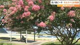 夏の海岸線を飾る赤・白・ピンクの鮮やかな「サルスベリ」の花が見ごろ 大分市 | 大分のニュース|OBS NEWS|大分放送