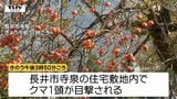 "柿の木" から "柿の木" へ 緊急銃猟でクマ1頭を駆除 県内で柿の木付近でのクマ出没多発! 突然襲われるケースも...(山形) | 山形のニュース│TUYテレビユー山形