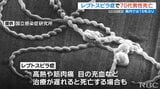 感染し死亡『レプトスピラ症』 動物の尿を経由し感染、対策と注意点は? | 沖縄のニュース|RBC 琉球放送