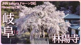 お寺に映える枝垂れ桜 岐阜・林陽寺【JNN sakuraドローンDIG 2023】|TBS NEWS DIG