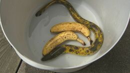 見れば見るほどバナナにしか見えない…「バナナウナギ」が釣れた! そんなバナナ…釣った本人も驚き「10万匹に1匹の確率だそうです」 島根県出雲市|TBS NEWS DIG