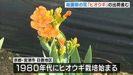 祇園祭の花「ヒオウギ」出荷　平安貴族の扇に似ている？　京都・宮津市　|　MBSニュース | 関西の最新ニュースを分かりやすく。