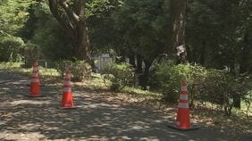 【速報】つくば市の遊歩道で児童ら15人がハチに刺され救急搬送　全員意識あり|TBS NEWS DIG