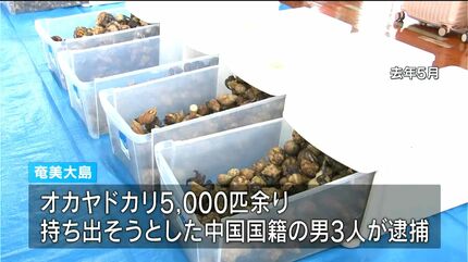 希少種持ち出さないで 奄美空港でキャンペーン 鹿児島 | 鹿児島の