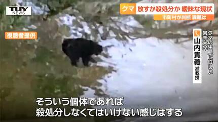 処分価格熊 【公式通販】
