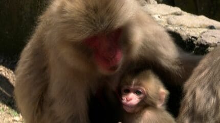 今年も約30匹の新しい命が誕生 小豆島「お猿の国」はベビーラッシュ