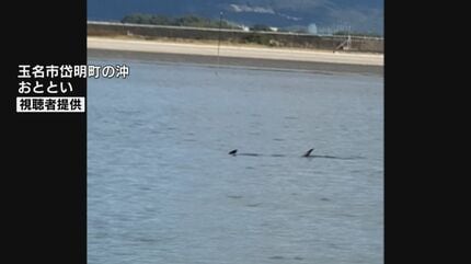 一生に一度かな」3m41cmのカジキを手づかみで捕獲の漁師 釣り具はなく