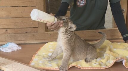 6年ぶりに誕生！サファリランドにライオンの赤ちゃん“見た目は