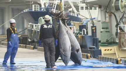 港直送 天然新鮮マグロ 約60cm 9キロ 港直送 天然新鮮マグロ 約60cm 9キロ 港直送 天然新鮮マグロ 約60cm 9キロ