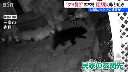 林業にも影響「砕いて燃やすしかなかった」“クマ剥ぎ”被害材から透けて