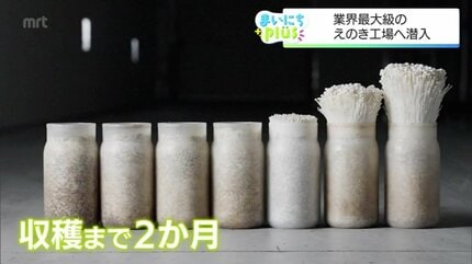 えのき茸の歯ごたえの秘密！年間約7000トンを製造する工場で見つけた