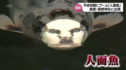 おっさんみたいな顔が多い」「“親”人面魚がいっぱい子どもを産んで