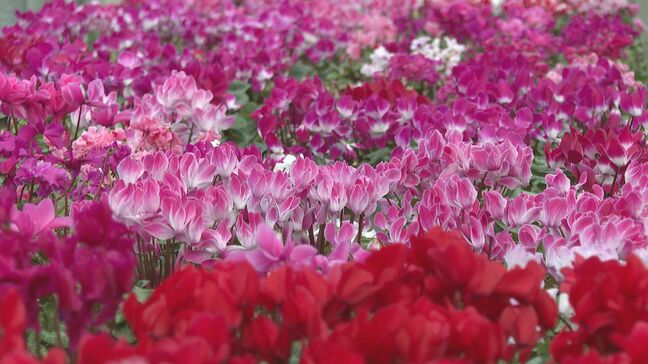クリスマスを前に今がいちばん忙しい時期　シクラメン出荷最盛期　山口県萩市|TBS NEWS DIG