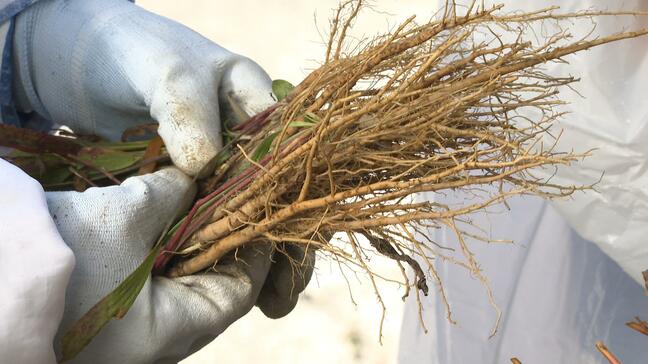 地元栽培の薬用作物「ミシマサイコ」中学生が収穫・加工　大手漢方メーカー20種の漢方薬に使用|TBS NEWS DIG