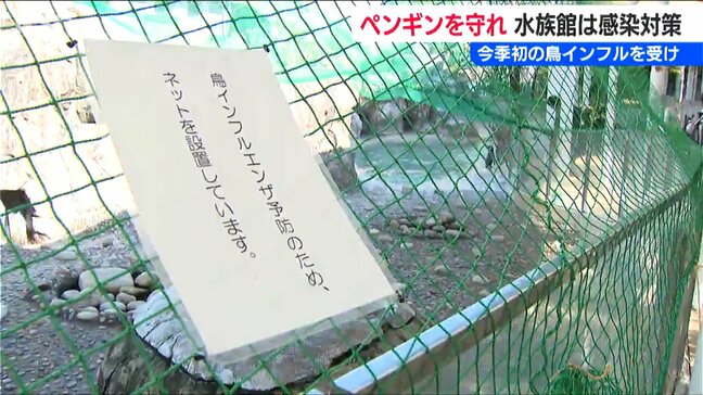 ペンギン【厳重警戒】「屋外施設にはネット 靴は念入りに消毒」鳥インフルエンザ感染対策 新潟市水族館『マリンピア日本海』|TBS NEWS DIG