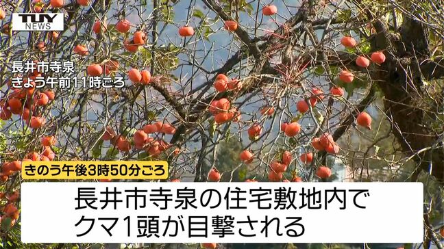"柿の木" から "柿の木" へ　緊急銃猟でクマ1頭を駆除　県内で柿の木付近でのクマ出没多発！ 突然襲われるケースも...（山形）|TBS NEWS DIG