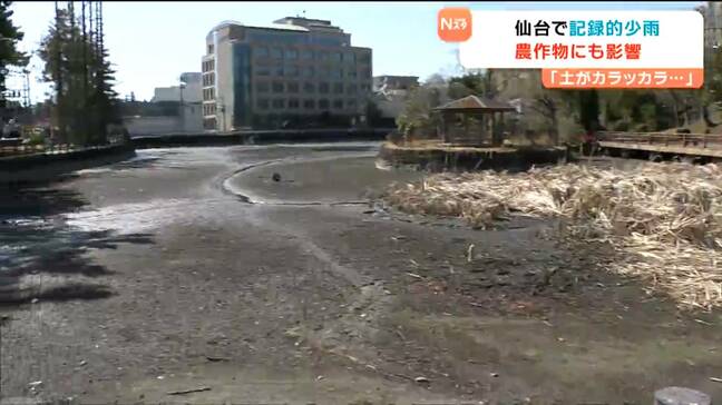 仙台で「30年に一度の少雨」公園の池は枯れて農家にも影響「土がカラッカラ」ダムの水位は？|TBS NEWS DIG