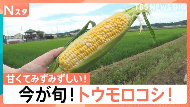 保存は“縦”で!加熱は電子レンジで! 自宅でおいしく!初夏の定番「トウモロコシ」【Nスタ】|TBS NEWS DIG