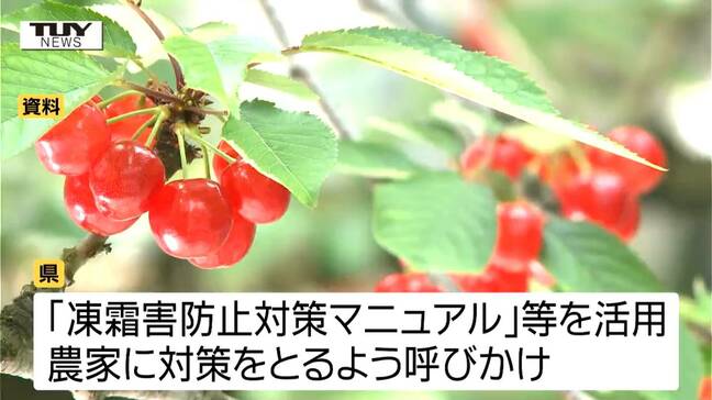 今年はサクランボの霜被害に特に警戒 燃料費も急上昇で農家に打撃 県は収量確保に向け農家に注意を呼びかけ(山形)|TBS NEWS DIG