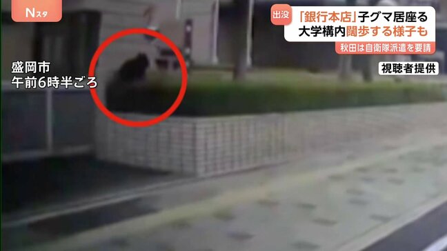 え？銀行の駐車場にクマが…岩手・盛岡市でクマ出没相次ぐ　秋田では県知事が自衛隊に派遣要請|TBS NEWS DIG