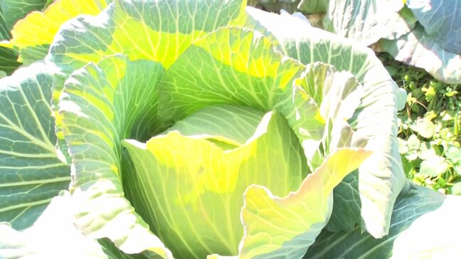 キャベツ1玉1000円超！年明けても物価高が止まらない「出したいんだけど出せない」農家で一体何が？|TBS NEWS DIG