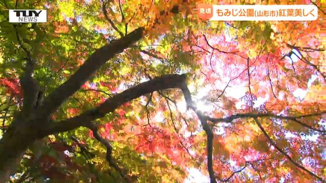 自然が生み出した芸術! 「もみじ公園」で紅葉が見ごろ(山形市)|TBS NEWS DIG
