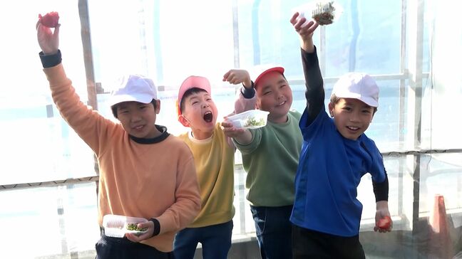 何個食べる？「300個！」下田の小学生がイチゴ狩り体験 旬の味を堪能  =静岡|TBS NEWS DIG