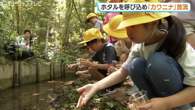 ホタル幼虫の貴重なエサ 巻貝カワニナを放流 地元でホタル観賞会を 富山|TBS NEWS DIG