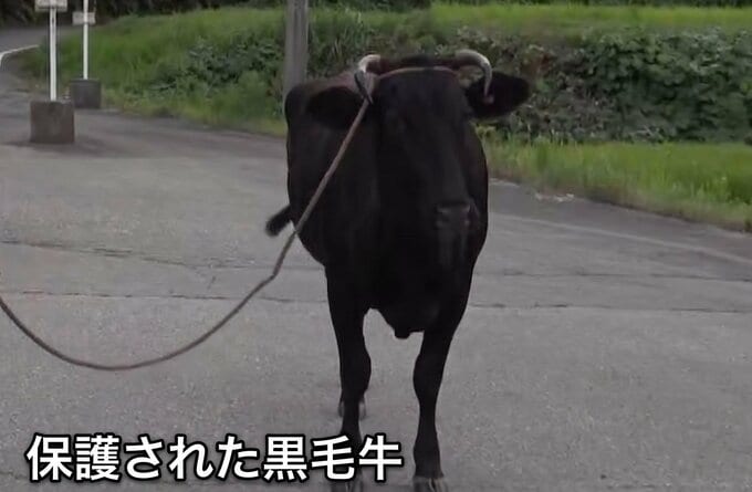 【無事保護】脱走の“黒毛牛”（600kg）　2日ぶりに発見・保護　けが人なし　新潟・佐渡市|TBS NEWS DIG