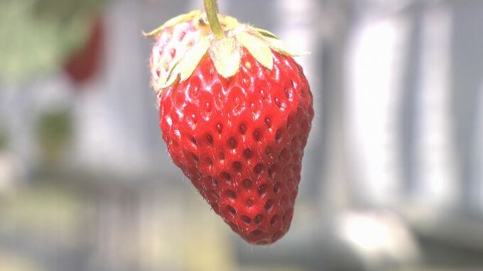 イラン情勢悪化　燃料高騰でイチゴ生産者にも影響　価格転嫁に葛藤も　山口|TBS NEWS DIG