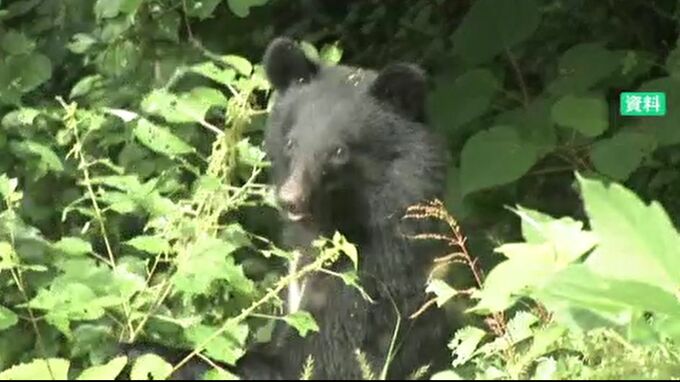 5年ぶりにエサとなるブナが「大凶作」石川県がツキノワグマ出没注意情報発令|TBS NEWS DIG