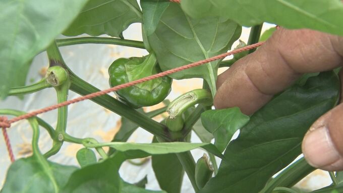  生産農家「腹立ちます」収穫直前のピーマン30キロ盗まれる  何者かが隙間から侵入か 「ひもの結び方が変わっていた」 今帰仁村　|　沖縄のニュース｜RBC 琉球放送