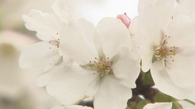 富山でサクラ開花宣言　去年より11日遅く平年より1日早い　週末の花見は|TBS NEWS DIG