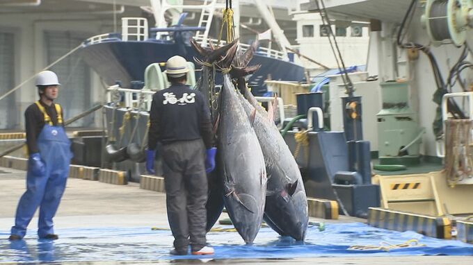 鳥取県境港　天然本マグロ　今シーズン初水揚げ　|　BSSニュース | BSS山陰放送