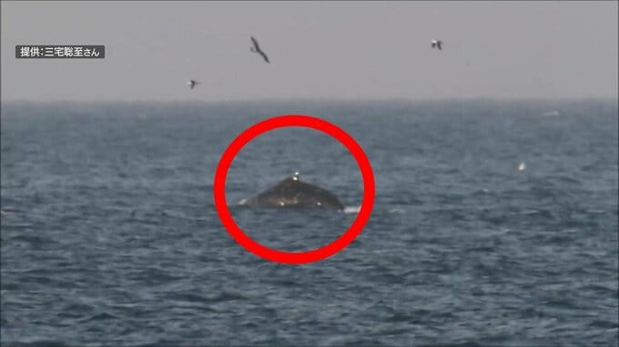 ザトウクジラと見られるクジラが撮影される！　体長10ｍ前後か　陸奥湾では「非常に稀」　|　青森のニュース│ATV NEWS│青森テレビ