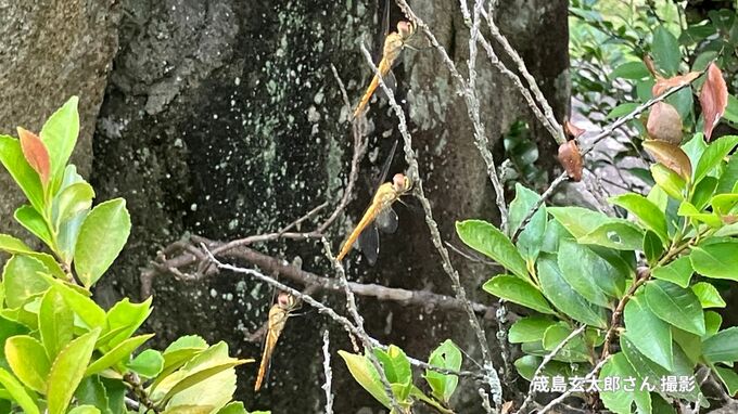 暑すぎてトンボが集団で休憩？「精霊トンボ」とも呼ばれるウスバキトンボ　楯築遺跡で撮影|TBS NEWS DIG