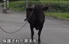 【無事保護】脱走の“黒毛牛”（600kg）　2日ぶりに発見・保護　けが人なし　新潟・佐渡市　|　新潟のニュース・天気｜BSN NEWS｜BSN新潟放送