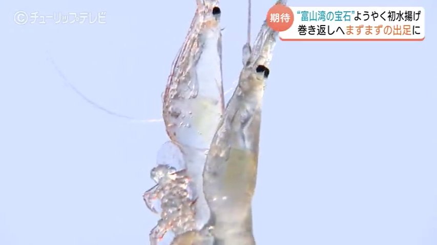 富山湾の宝石”シロエビようやく初水揚げ 悪天候で2日連続の休漁 初日は